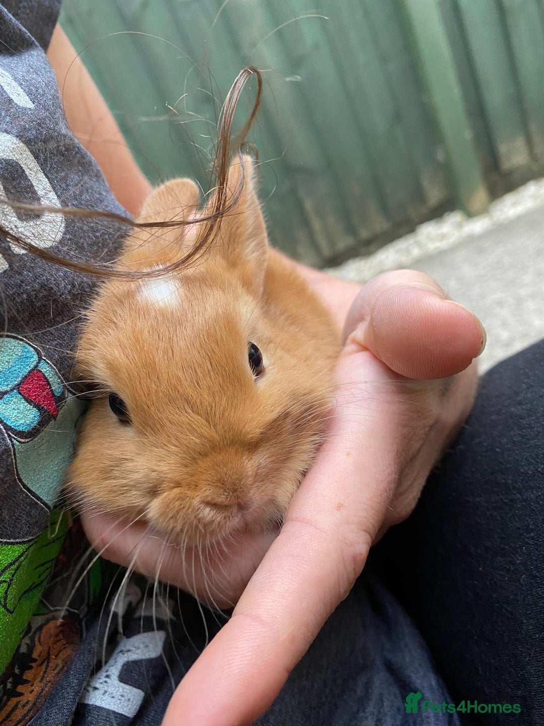 Mixed Breed rabbits for sale: RABBIT OWNERS MUST READ— WARNING - Image 1