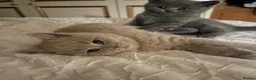 British Shorthair cats for sale: 🐾 4 British Blue kittens  🐾 - Advert 2