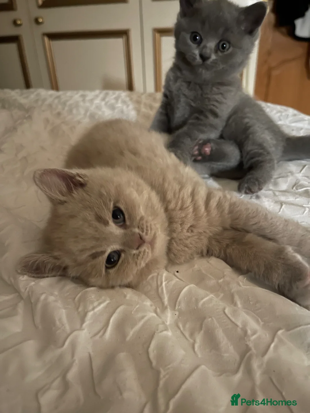 British Shorthair cats for sale: 🐾 4 British Blue kittens  🐾 - Advert 2