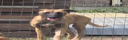 Belgian Shepherd Dog dogs for sale: Belgian Malinois puppies - 6 months old in Tonbridge - Advert 7