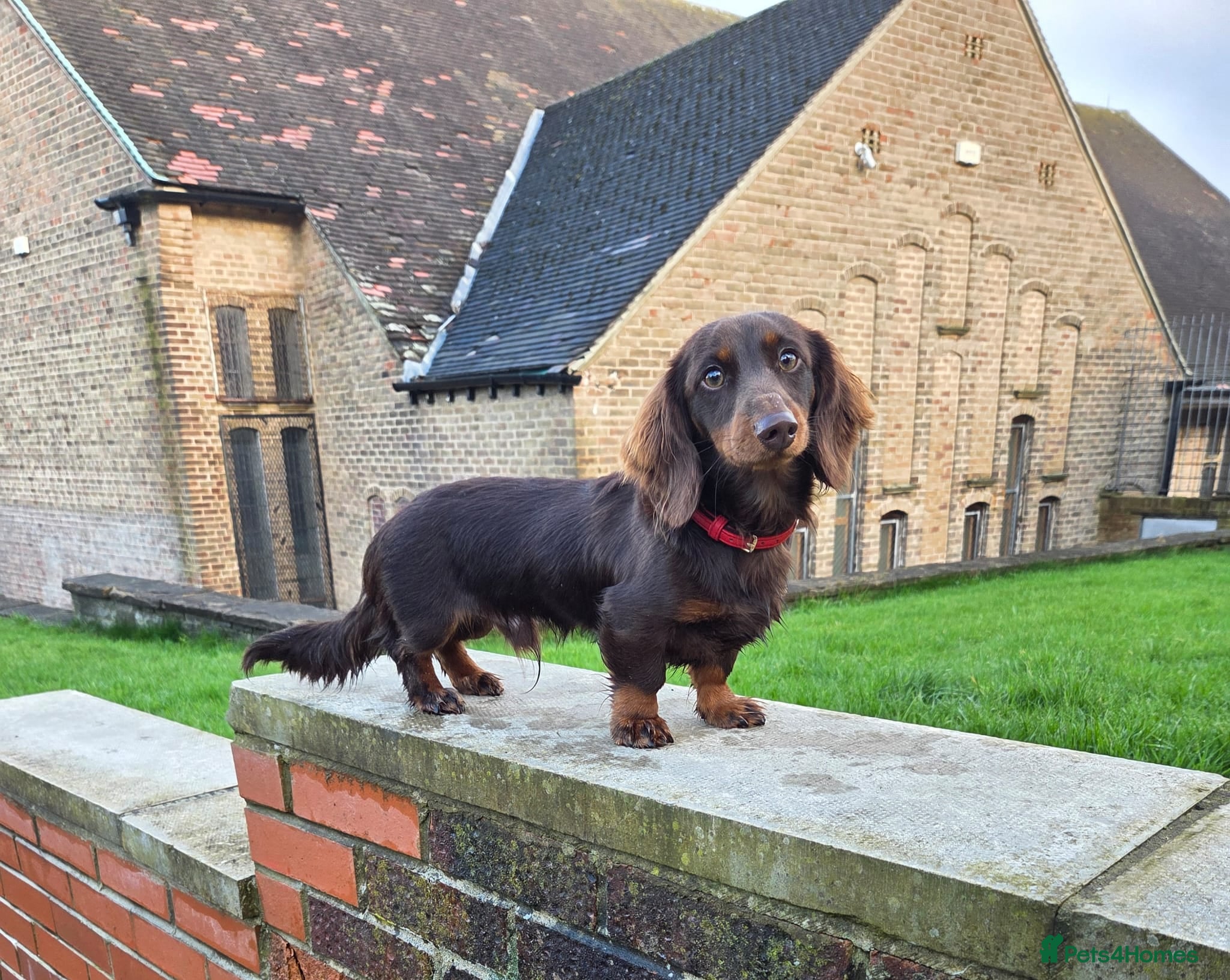 Miniature Dachshund dogs Long-haired choc and tan mini dachshund stud - Advert 1