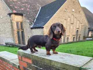Miniature Dachshund dogs Kc registered Long-haired mini dachshund stud - Advert 18