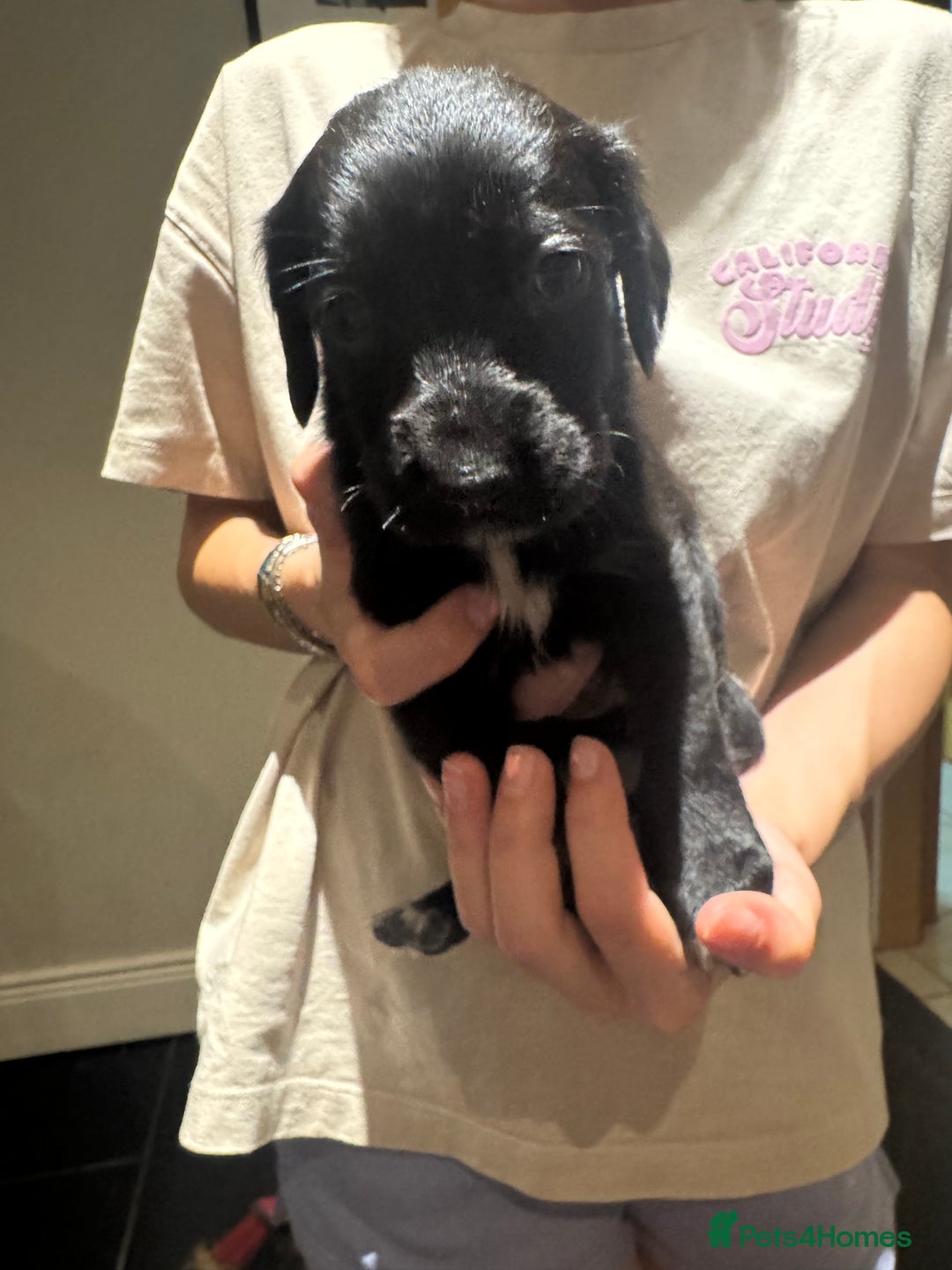 Mixed Breed dogs for sale: Sprollies - Image 13