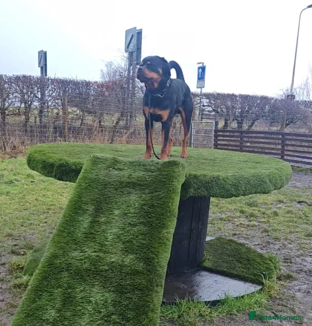 Rottweiler dogs for sale: 10 month old male Rottweiler (Rocky) - Advert 5