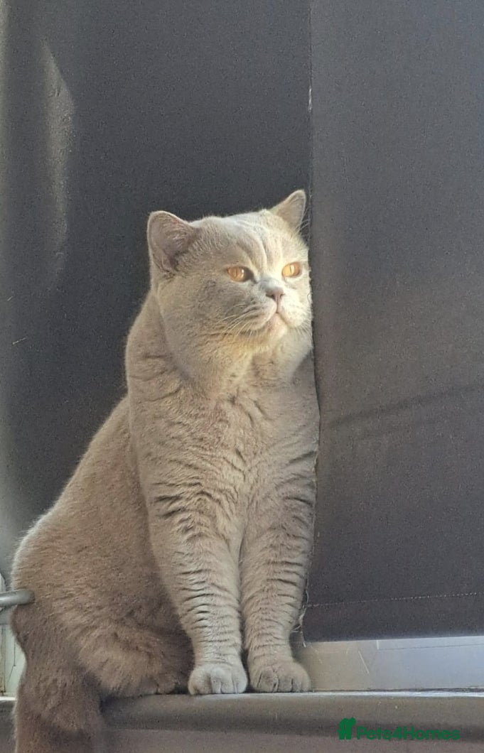 British Shorthair cats British Shorthair Available for Stud in London - Advert 4