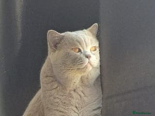 British Shorthair cats British Shorthair Available for Stud in London - Advert 17