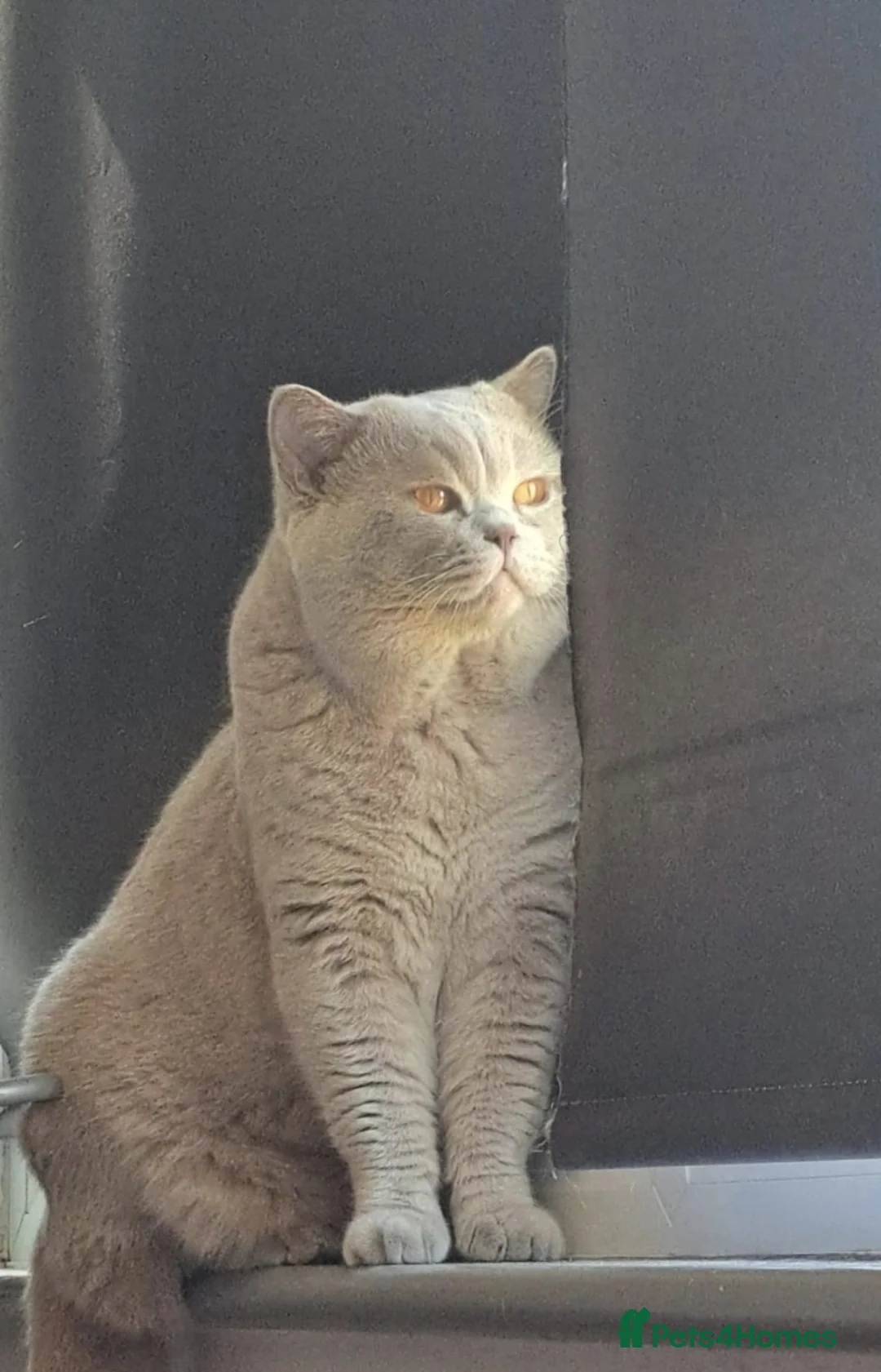 British Shorthair cats for stud: British Shorthair Available for Stud - Advert 1