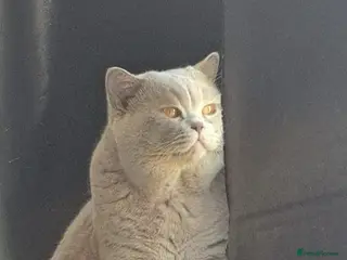 British Shorthair cats British Shorthair Available for Stud in London - Advert 18