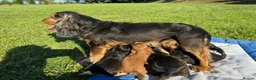 Cockapoo dogs for sale: F1 Cockapoos  - Advert 1