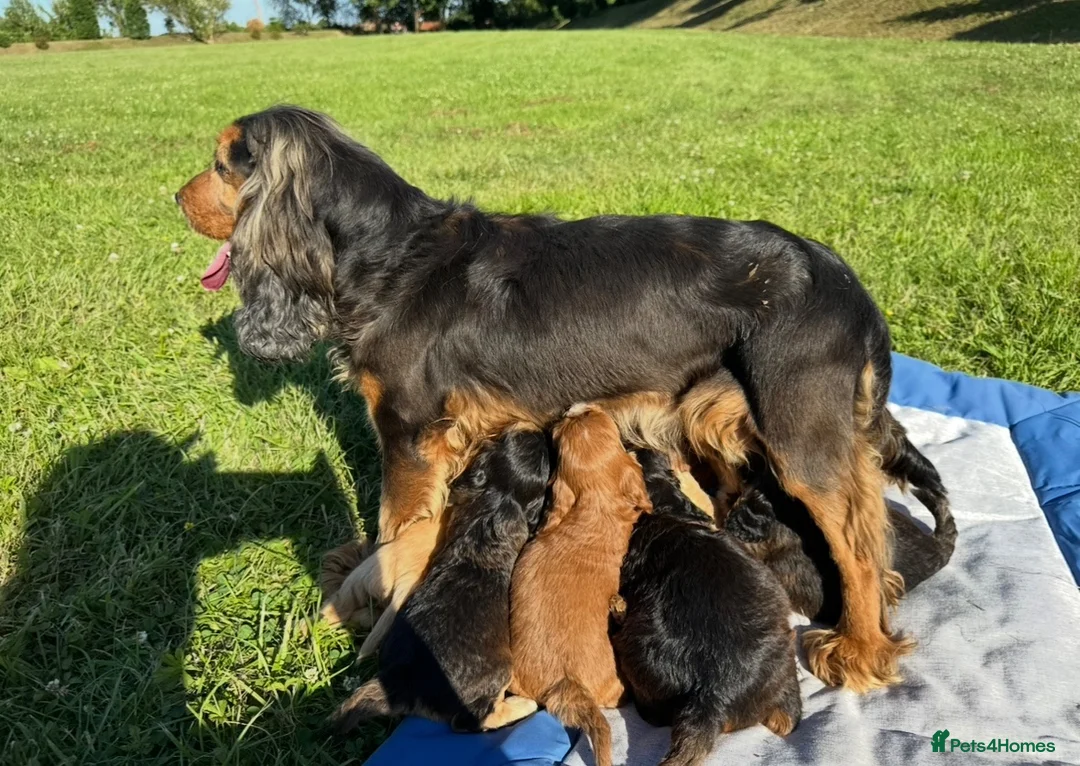 Cockapoo dogs for sale: F1 Cockapoos  - Advert 1