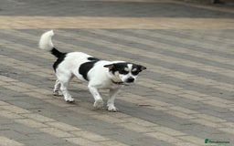 Mixed Breed dogs for adoption: Gorgeous Dylan needs a home! - Image 15