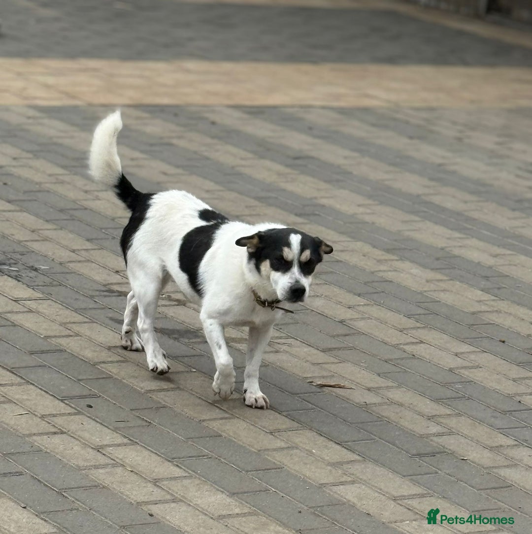 Mixed Breed dogs for adoption: Gorgeous Dylan needs a home! - Image 15