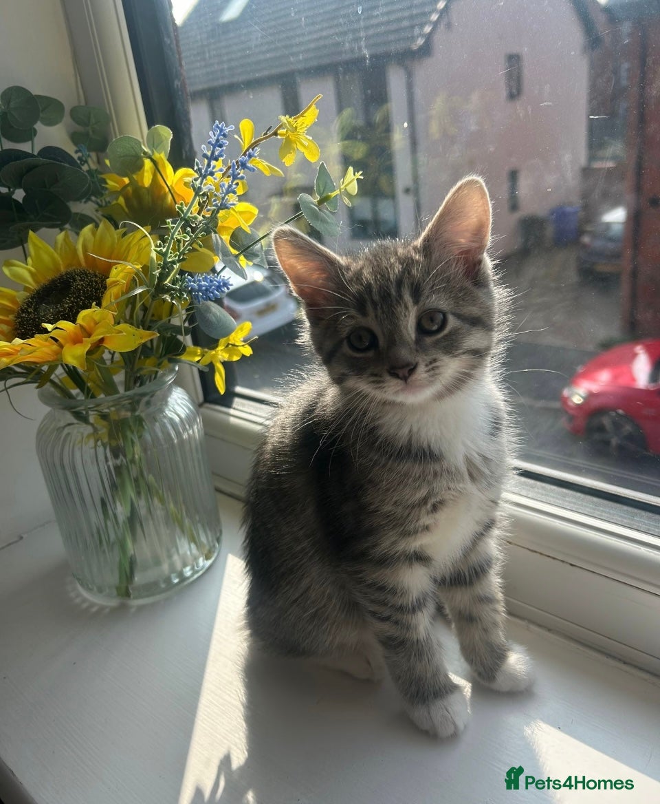 Mixed Breed cats British shorthair X Bengal kittens - Advert 2