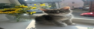 Mixed Breed Kitten 1