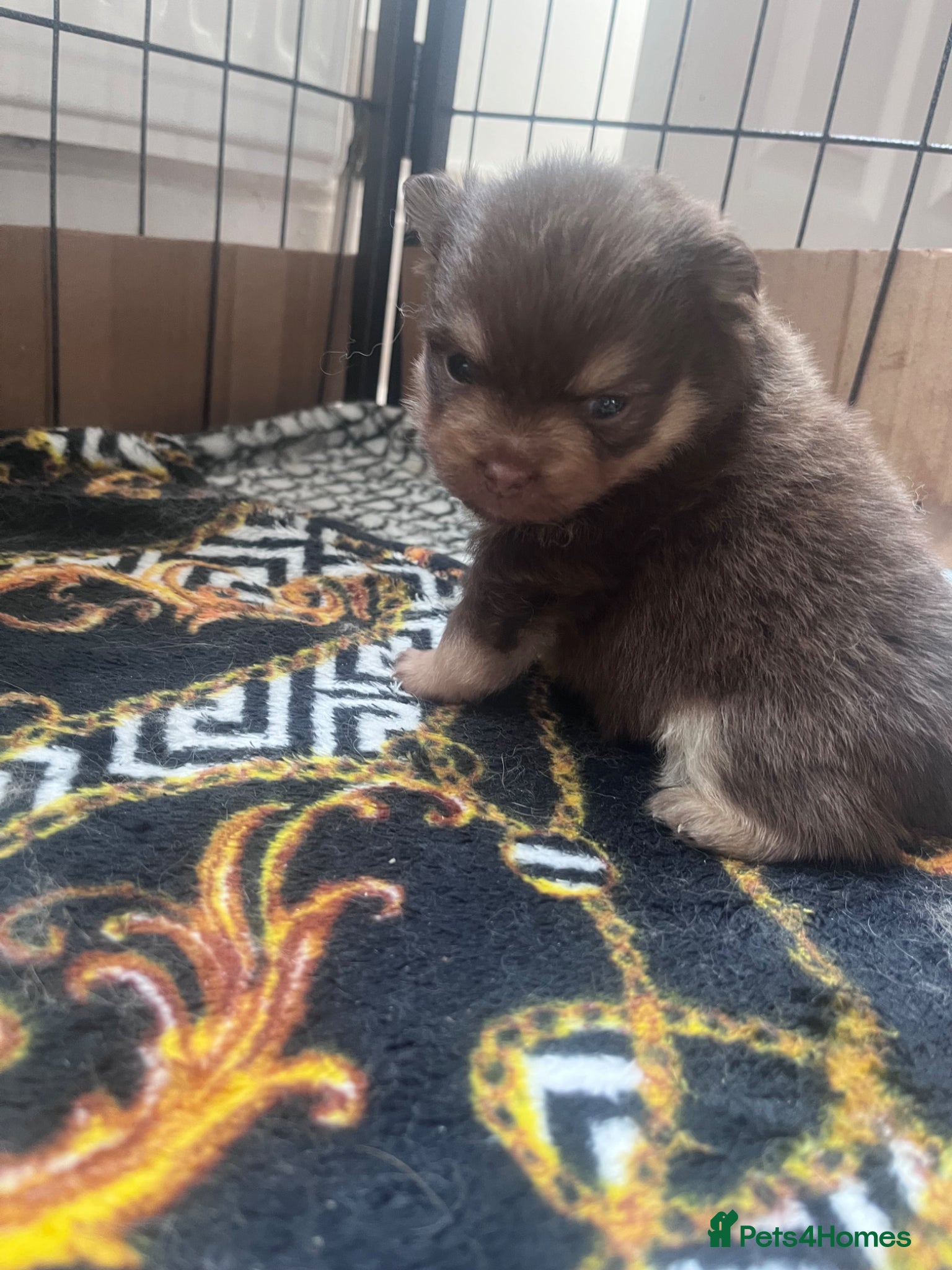 Pomeranian dogs Beautiful Boys Looking for 5 Star Homes - Advert 2