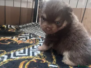 Pomeranian dogs Beautiful Boys Looking for 5 Star Homes - Advert 2