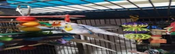 Budgerigars birds for sale: Beautiful baby budgies  - Advert 2