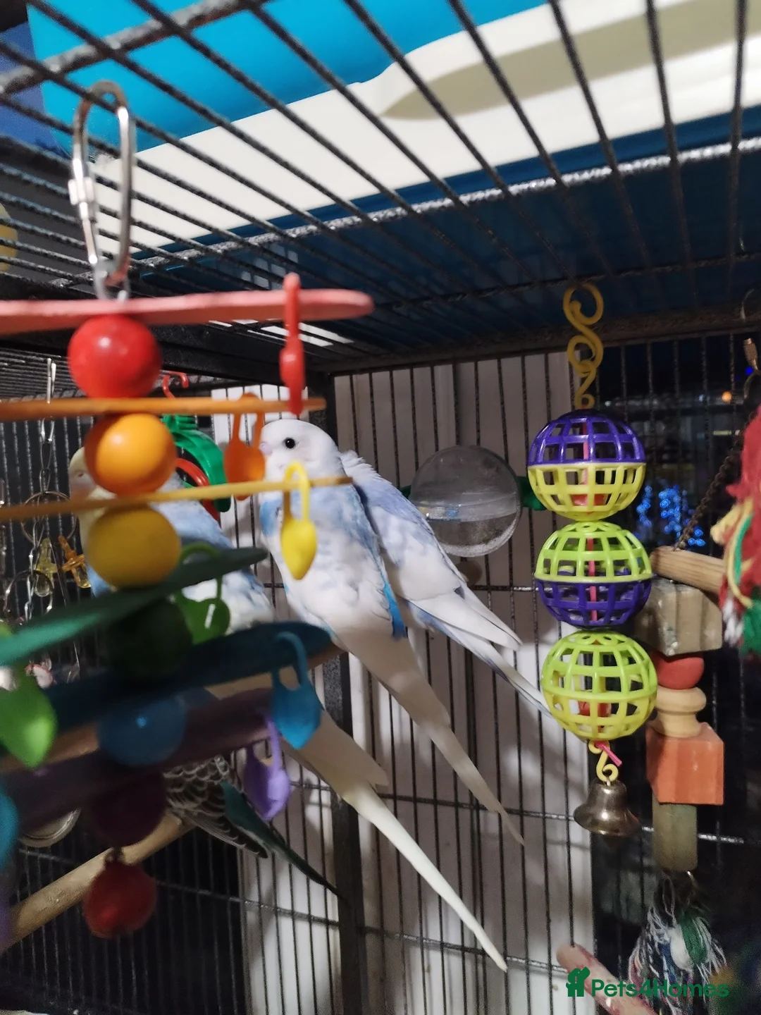 Budgerigars birds for sale: Beautiful baby budgies  - Advert 2