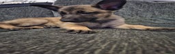 Belgian Shepherd Dog dogs for sale: 2 beautiful 8 week old Belgian shepherd dog - Advert 13
