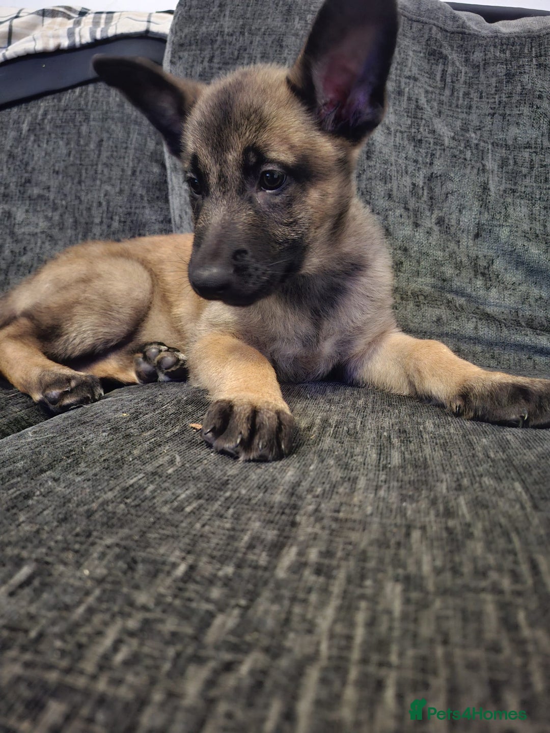 Belgian Shepherd Dog dogs for sale: 2 beautiful 8 week old Belgian shepherd dog - Advert 13