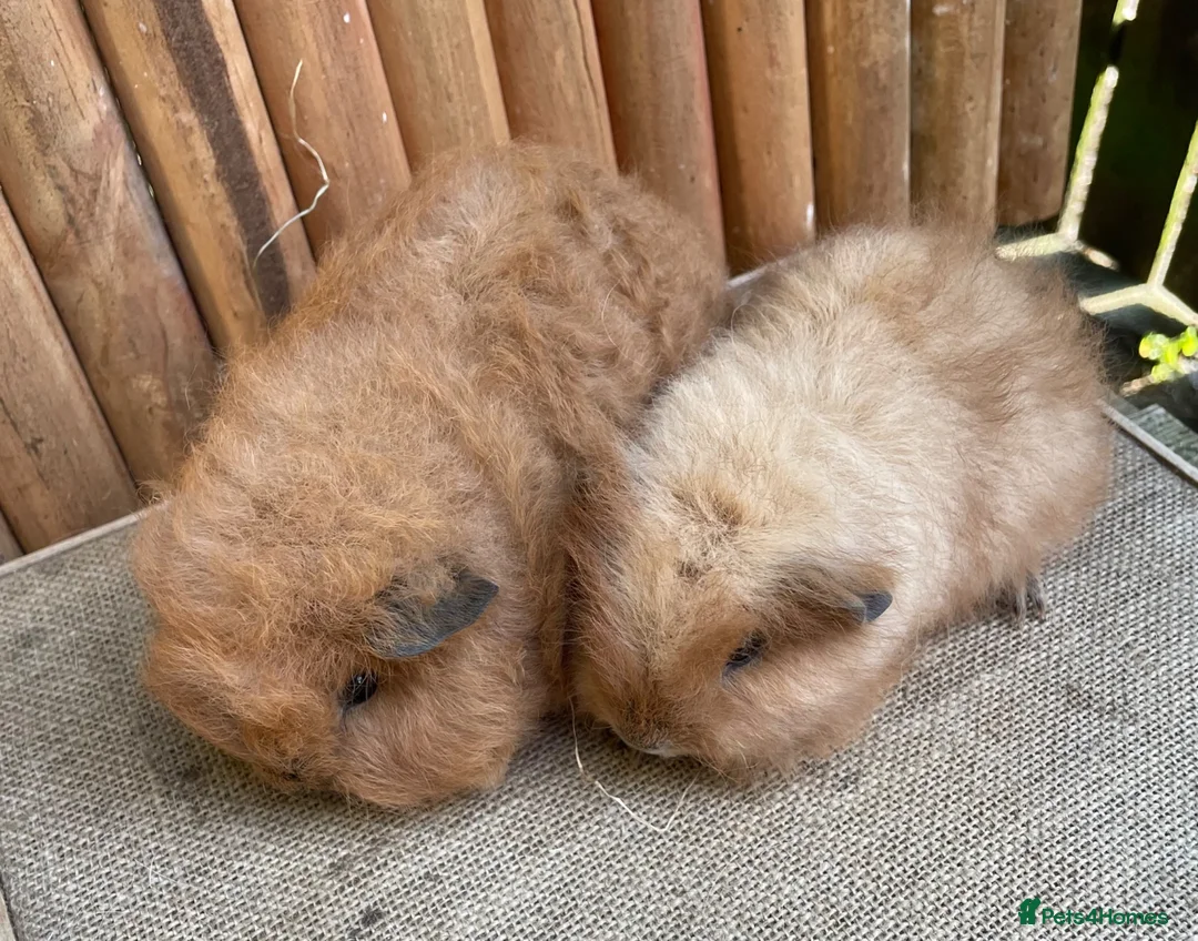 Guinea Pig rodents for sale: Swiss teddy babies  - Advert 5