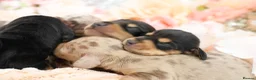 Miniature Dachshund dogs for sale: KC Miniature Dachshund Puppies - Advert 12