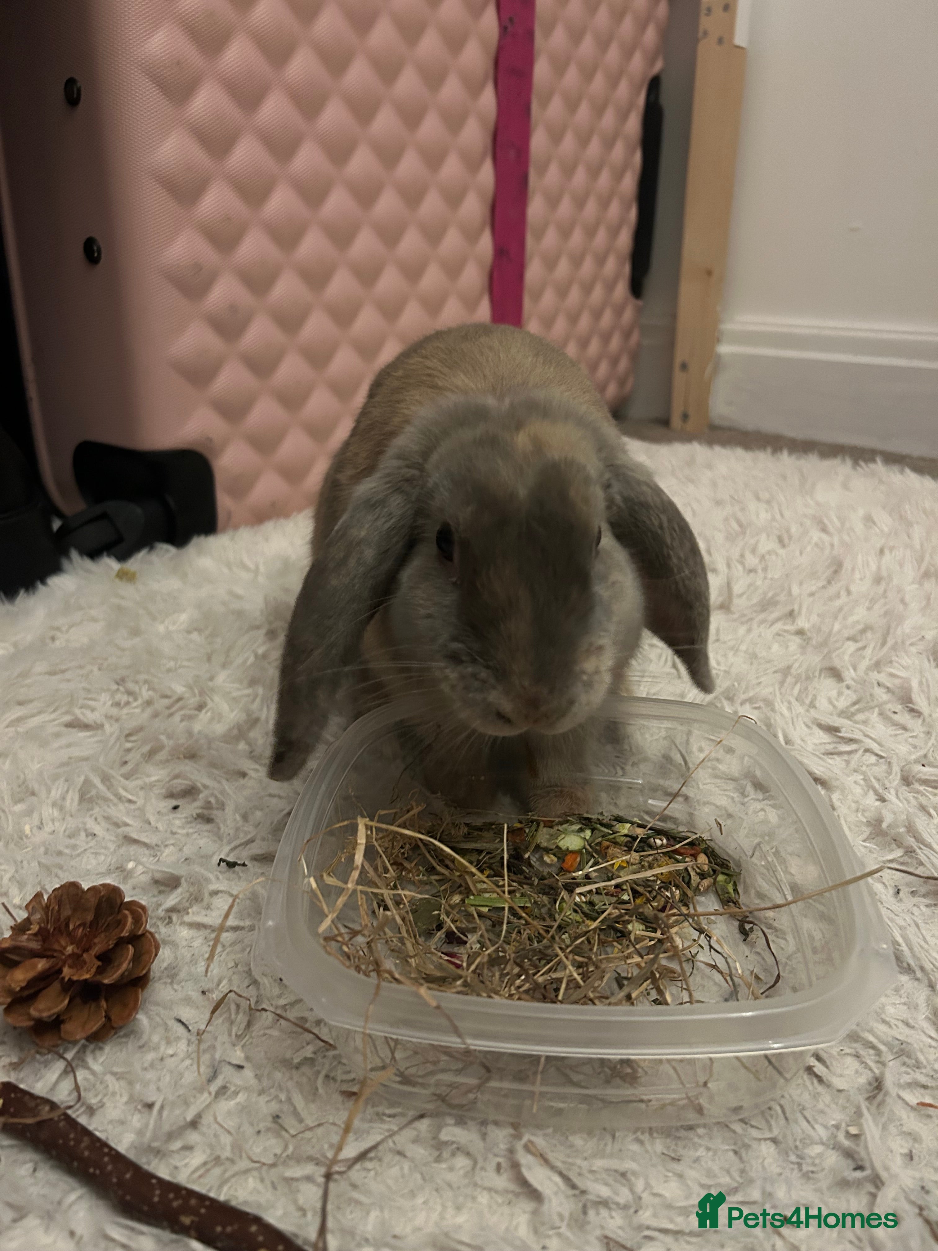 Mini Lop rabbits male bunny (grey,small) - Advert 1
