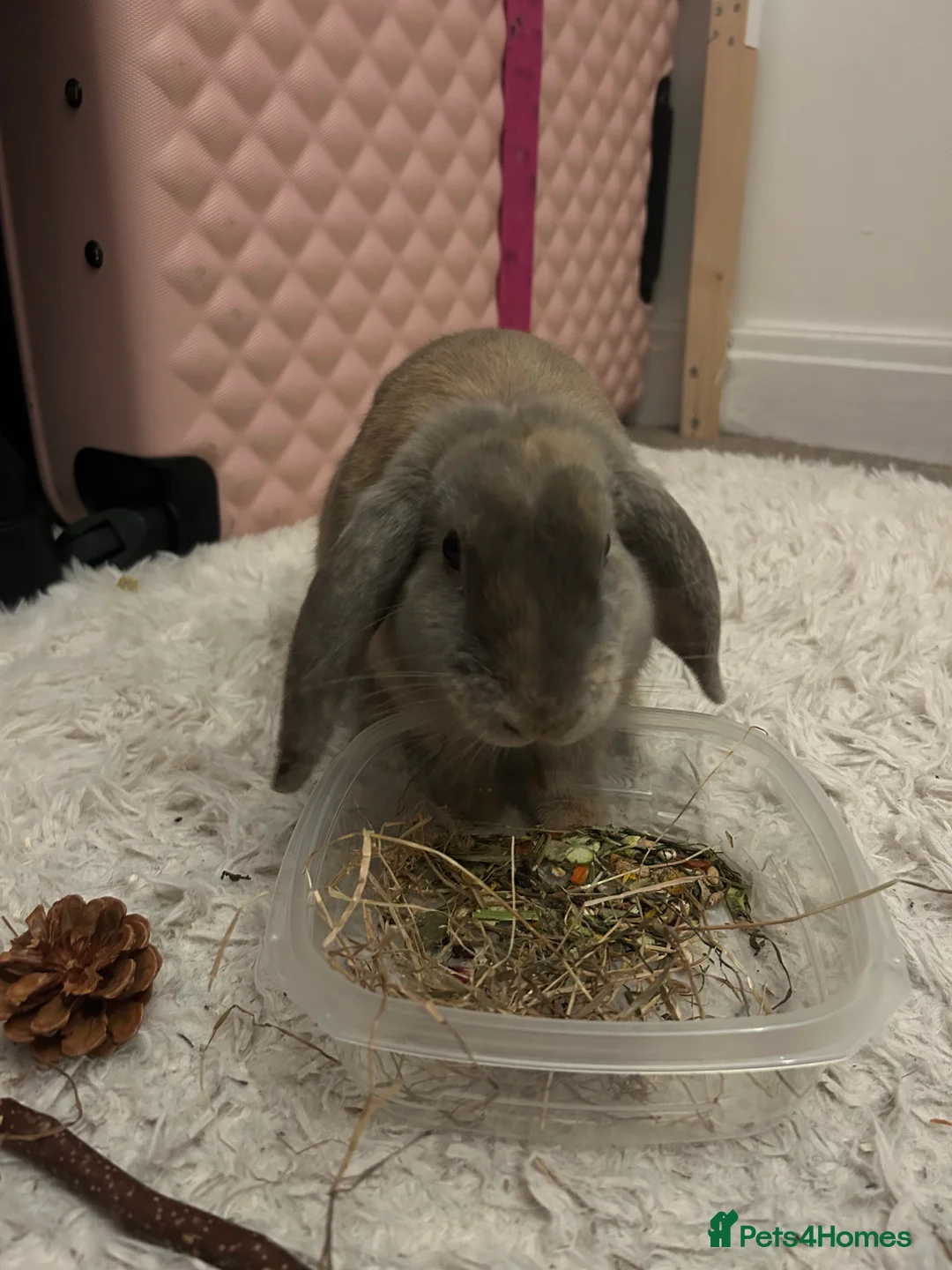 Mini Lop rabbits for sale: male bunny (grey,small) - Advert 1