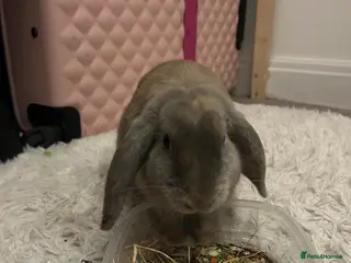 Mini Lop rabbits male bunny (grey,small) - Advert 1