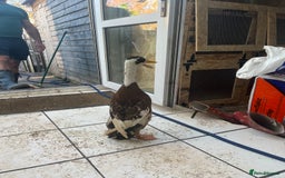 Chickens poultry for sale: Silkies - ducklings - Drakes - Advert 14