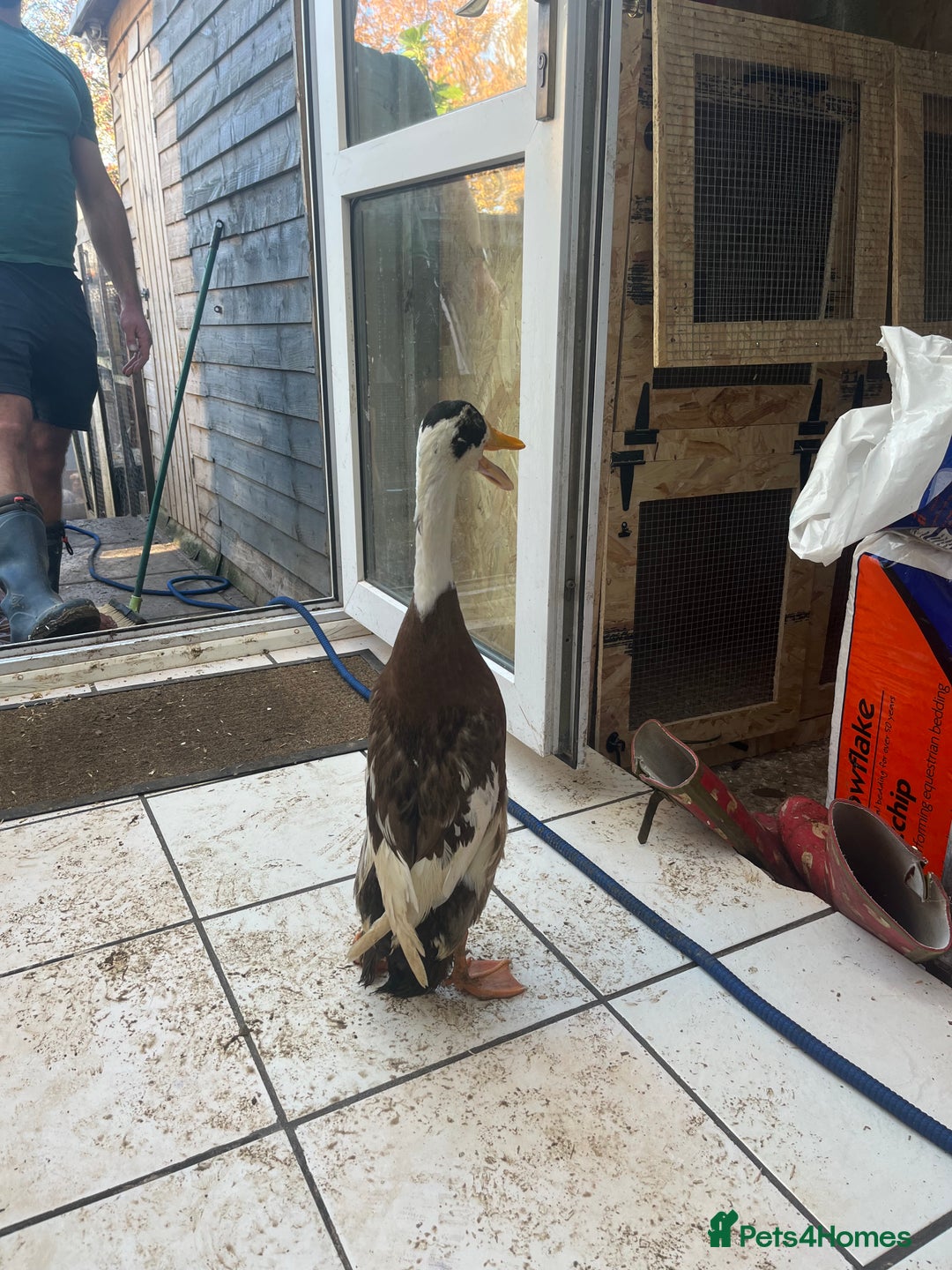 Chickens poultry for sale: Silkies - ducklings - Drakes - Advert 14