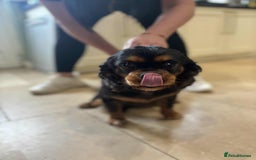 Cavalier King Charles Spaniel dogs for sale: Kc reg Cavalier female - Image 1