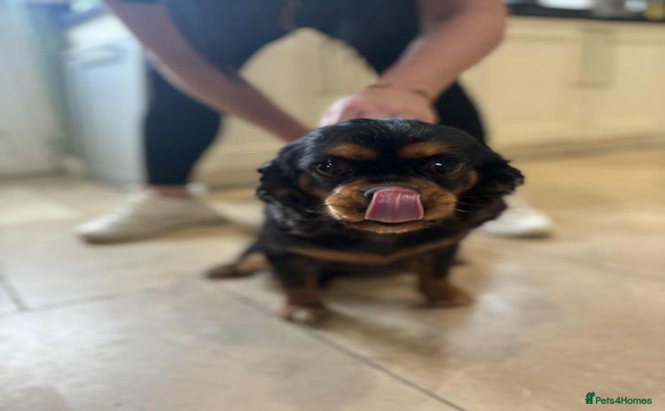 Cavalier King Charles Spaniel dogs - Advert 3