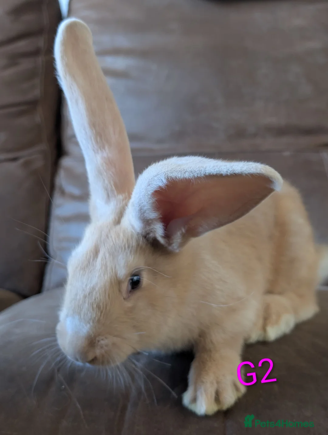 Continental Giant rabbits for sale: Continental giant - Advert 2