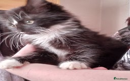 Mixed Breed cats for sale: Gorgeous Kittens  - Image 1