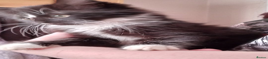 Mixed Breed Kitten 1
