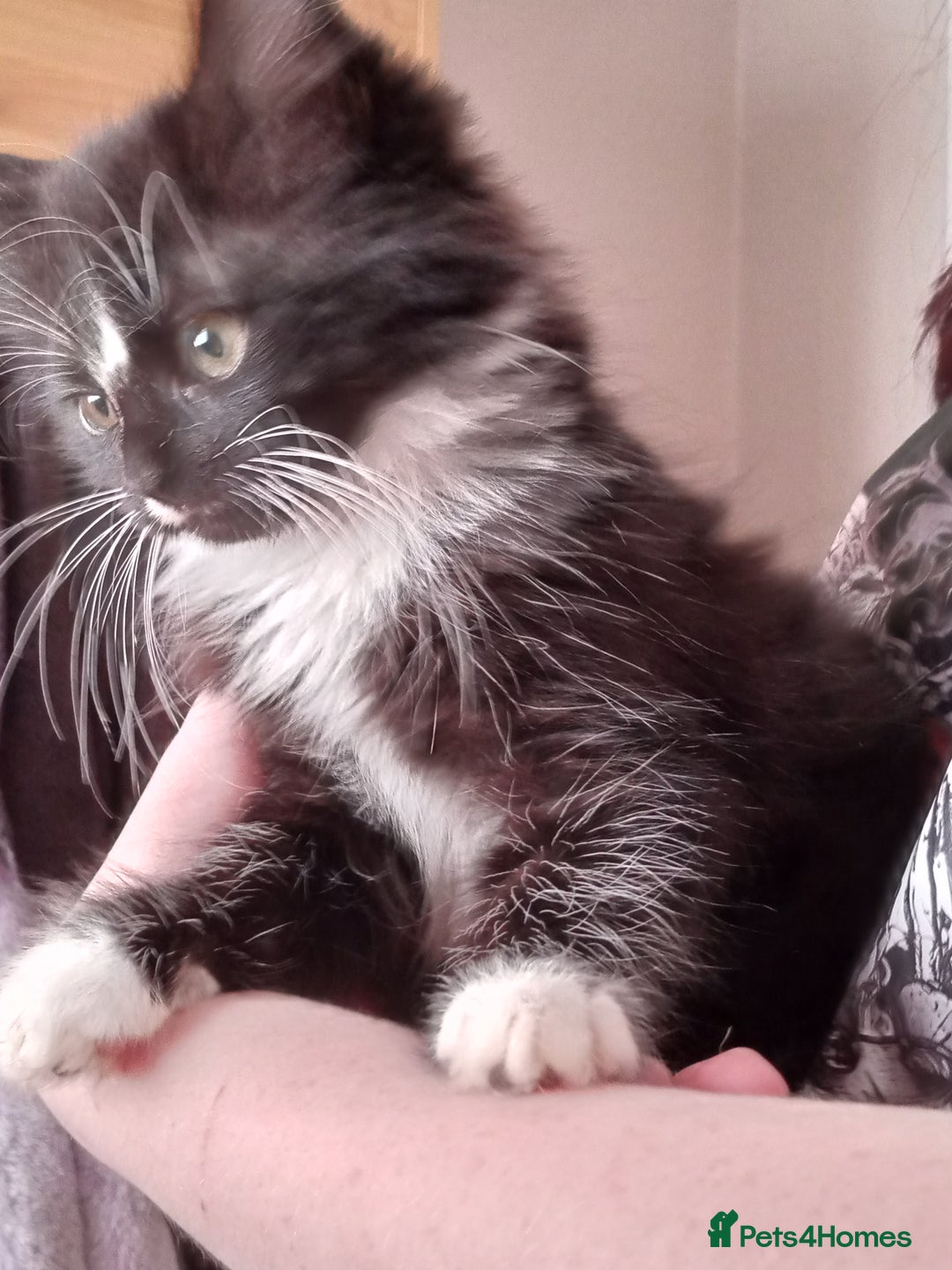 Mixed Breed cats for sale: Gorgeous Kittens  - Image 1