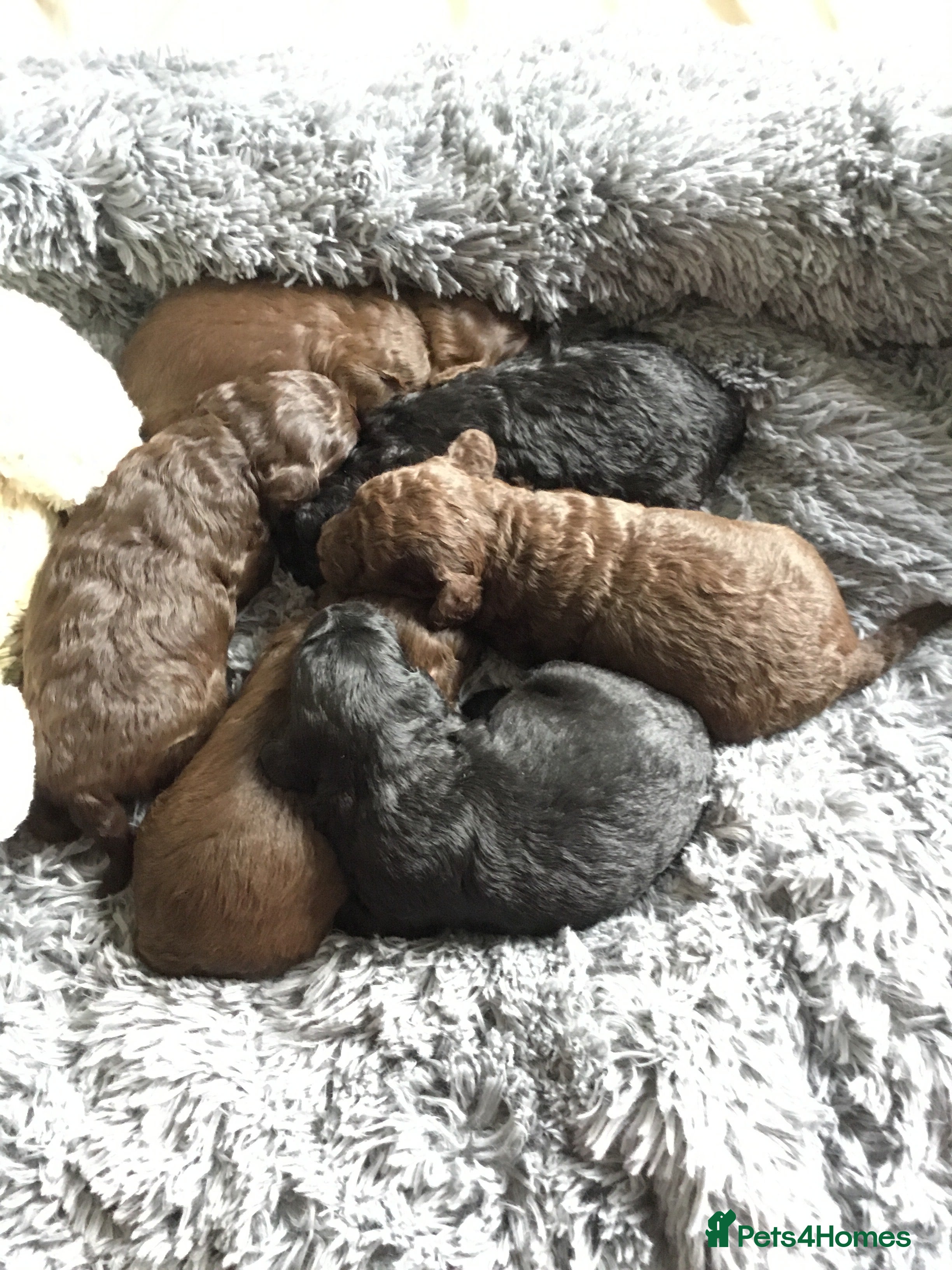 Labradoodle dogs F1b Beautiful miniature Labradoodle puppies - Advert 2