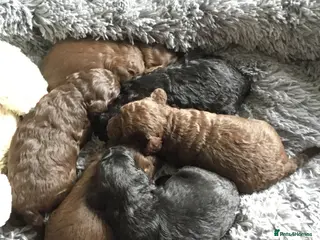 Labradoodle dogs F1b Beautiful miniature Labradoodle puppies - Advert 2