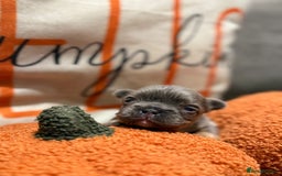 French Bulldog dogs for sale: 3 weeks old Fluffy french bulldog puppies - Image 8