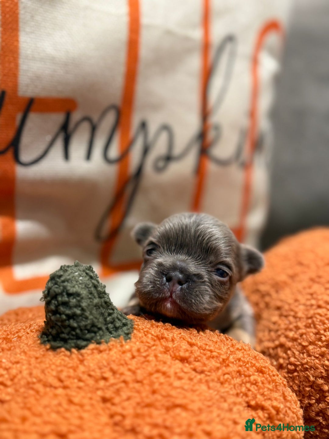 French Bulldog dogs for sale: 3 weeks old Fluffy french bulldog puppies - Image 8