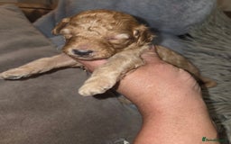 Toy Poodle dogs for sale: Beautiful Toy Poodle puppies - Image 12