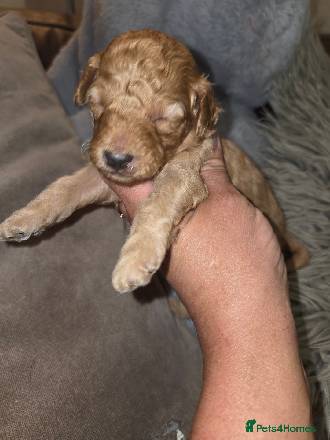 Toy Poodle dogs for sale: Beautiful Toy Poodle puppies - Image 12