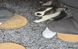 Mixed Breed dogs for sale: AMERICAN AKITA PUPPY FOR SALE - READY TO GO. - Image 5