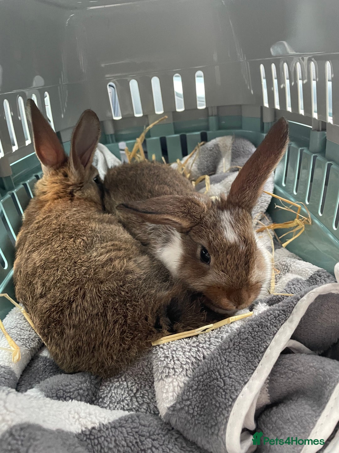 Mixed Breed rabbits for sale: 2 gorgeous bunny girls  - Advert 6