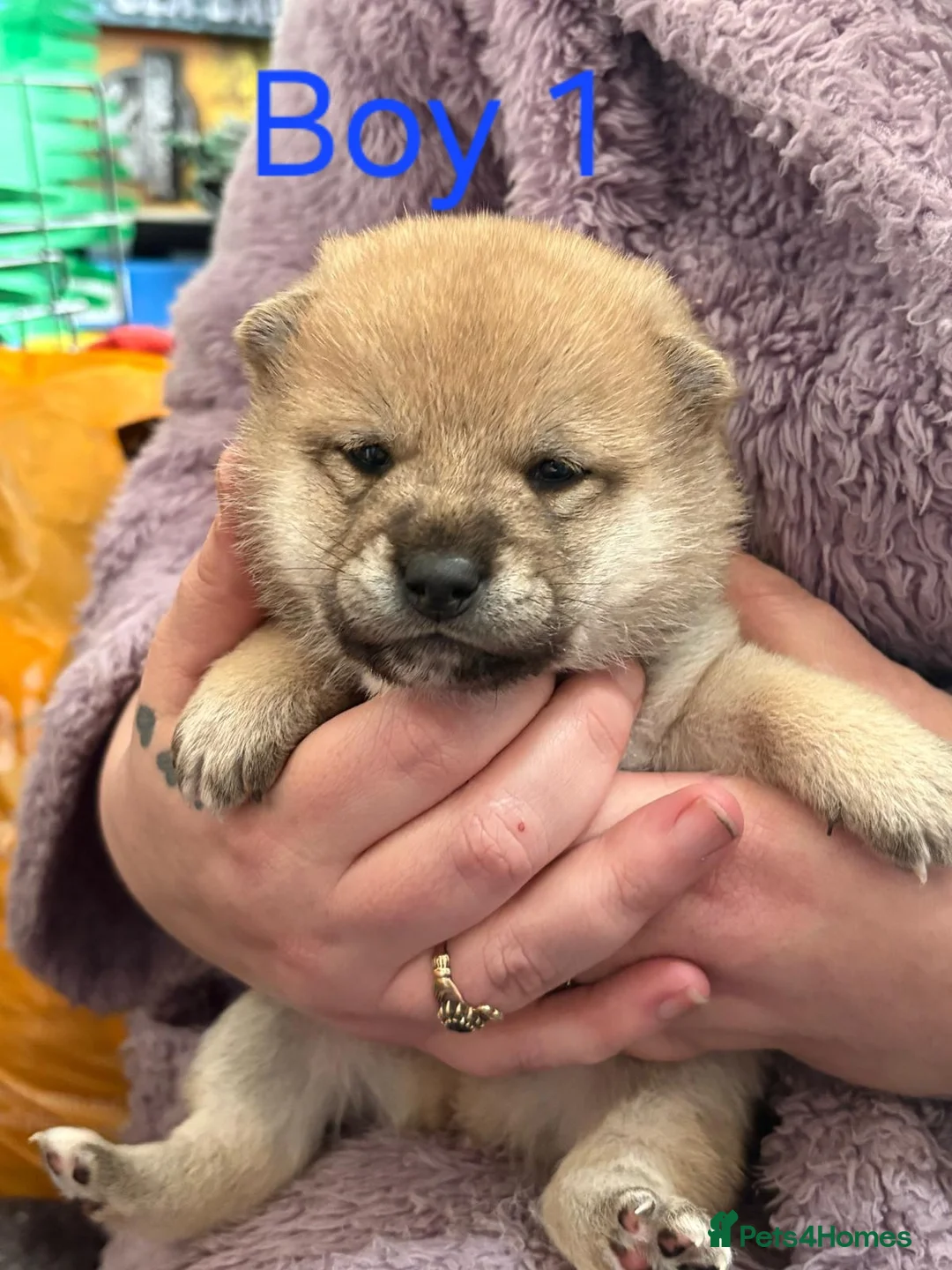 Japanese Shiba Inu dogs for sale: Kc registered shiba inu chunky puppies in Nottingham - Advert 11