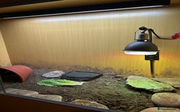 Tortoise reptiles for sale: Horsefield tortoise - Advert 3