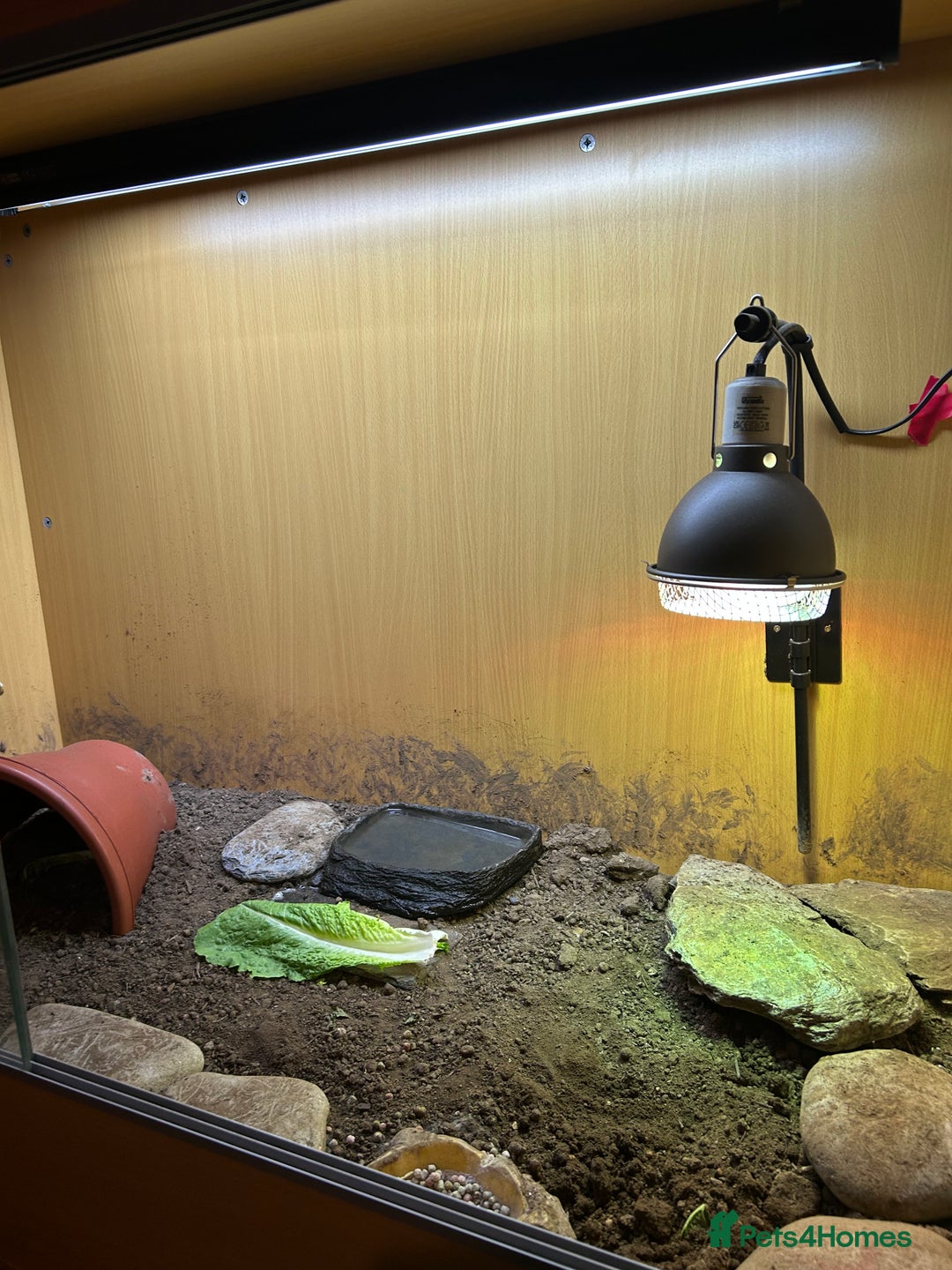 Tortoise reptiles for sale: Horsefield tortoise - Advert 3