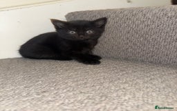 Mixed Breed cats for sale: 2 male kittens. Black and white remaining. - Image 3