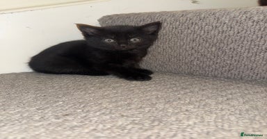 Mixed Breed cats - Advert 6